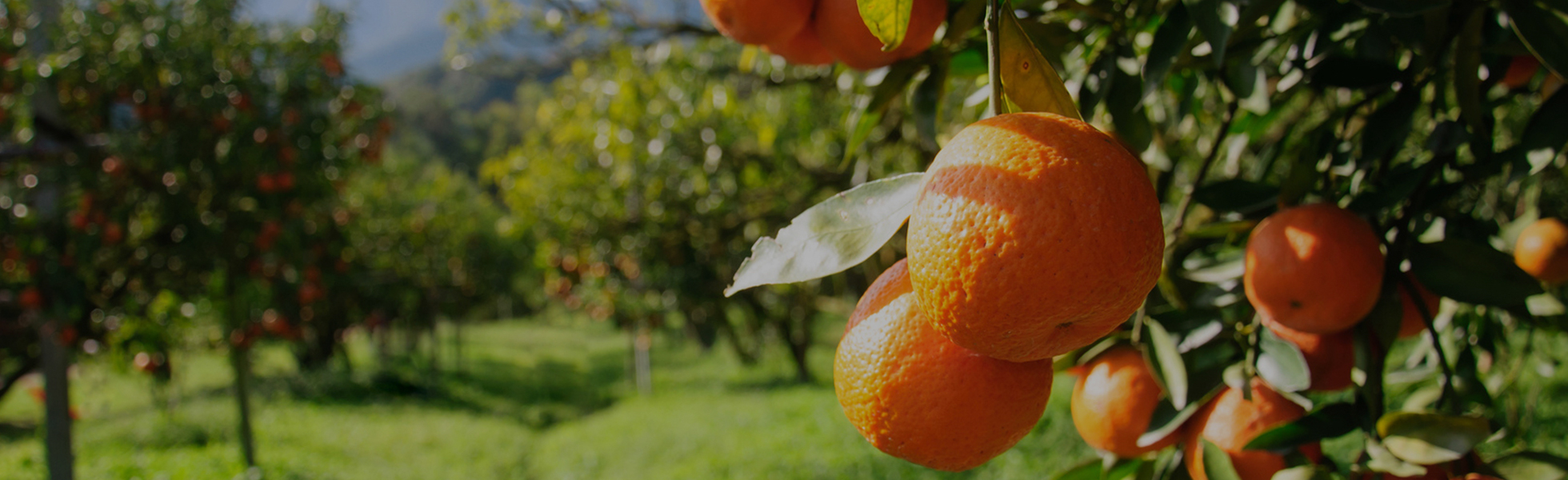 Combat Greening (HLB) in Your Citrus Fields